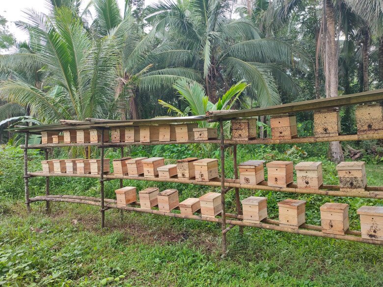 Chuồng nuôi ong dú đơn giản, không tốn nhiều kinh phí 