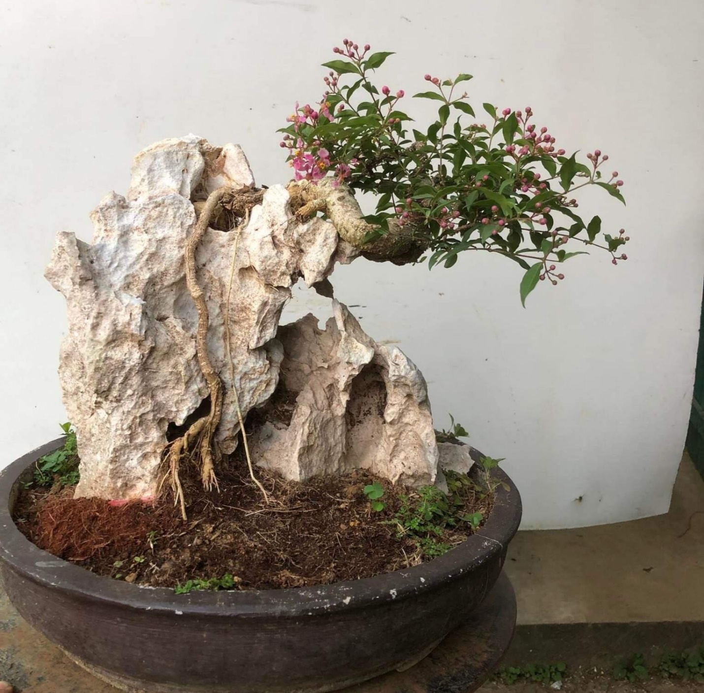 Hồng ngọc mai mang đến nhiều tác phẩm bonsai đẹp, độc, lạ