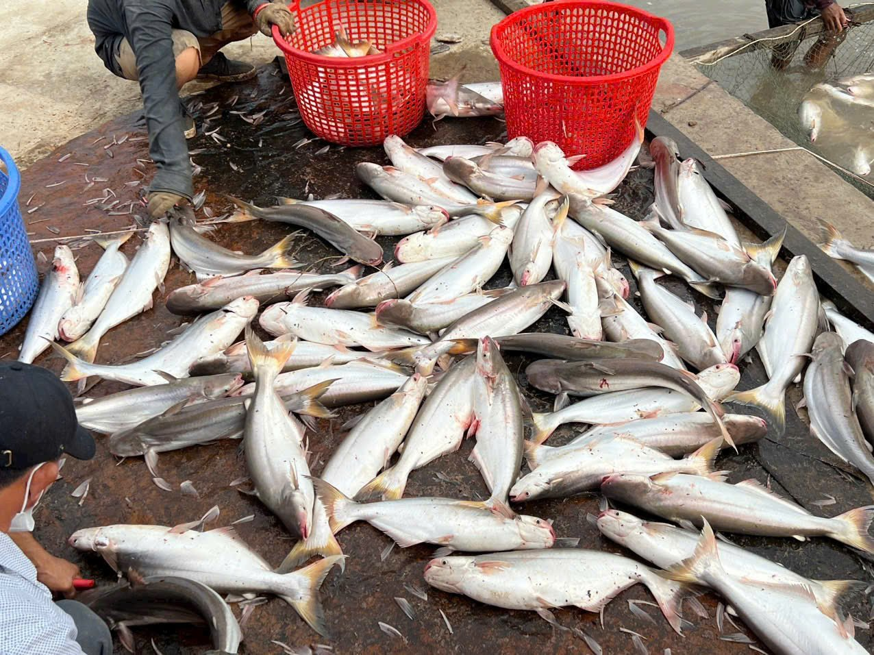 Người nông dân thu hoạch cá bông lau thương phẩm với giá bán tốt