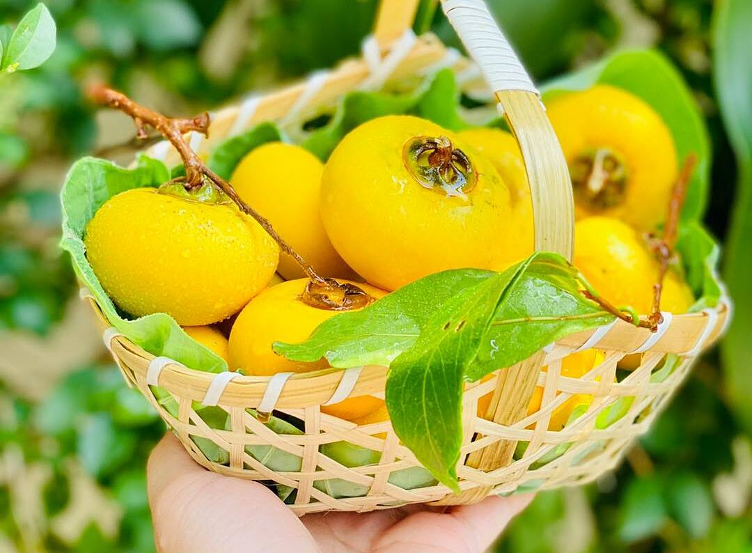 Thu đến là mùa thị thơm lừng khắp phố