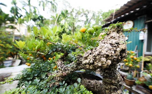 Tác phẩm bonsai cần thăng ghép quất siêu độc đáo