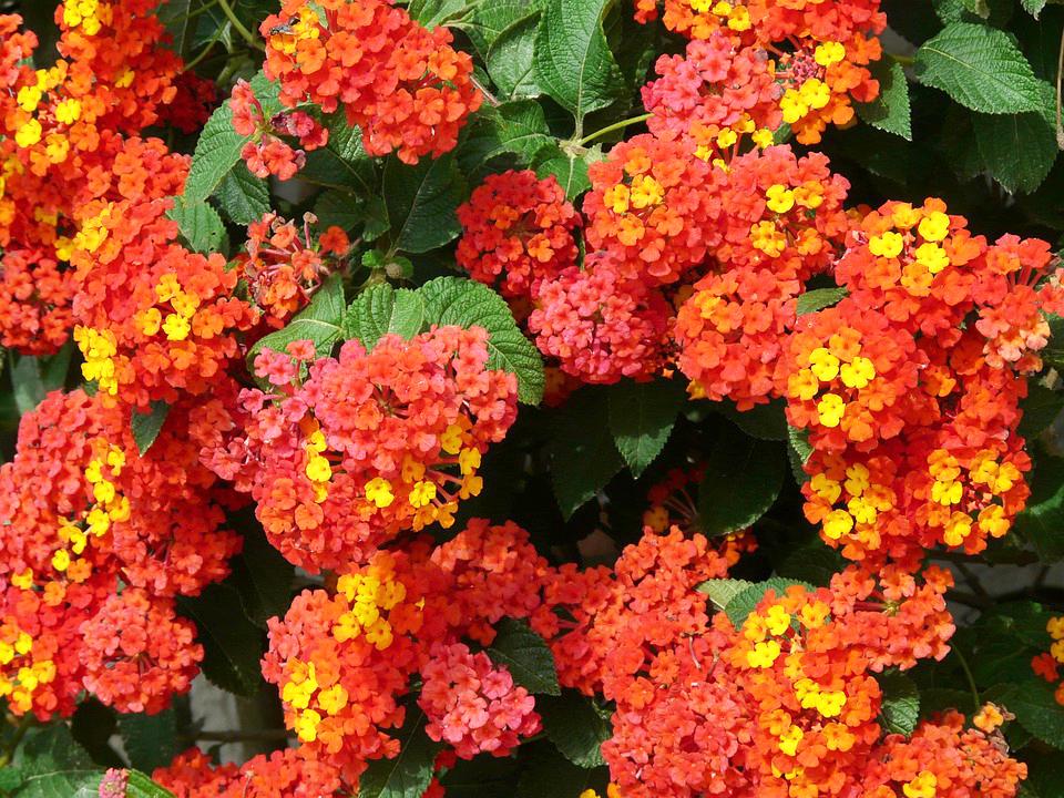 Hoa ngũ sắc nở rực rỡ, làm đẹp không gian sống với ý nghĩa phong thủy đặc biệt
