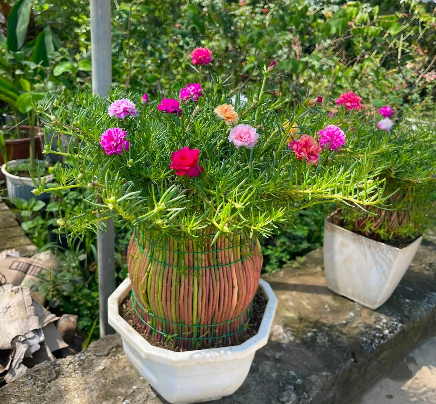 Chậu hoa mười giờ bonsai có mức giá khác nhau, phù hợp với kinh tế của nhiều gia đình