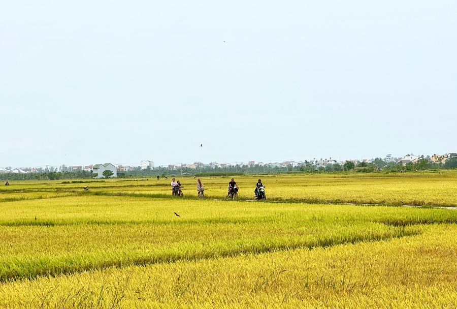 Hội An “Mùa Vàng” Rực Rỡ