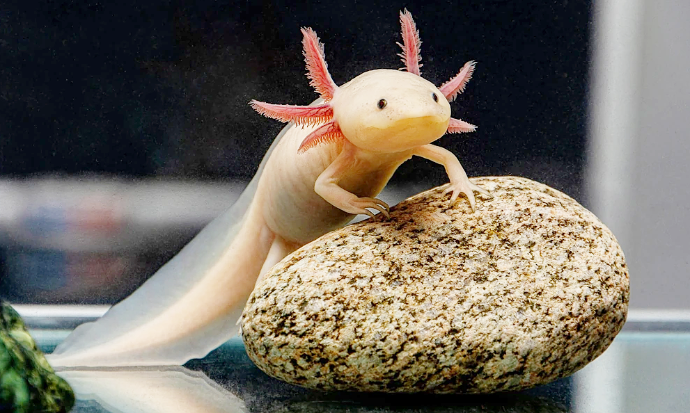 Bé khủng long 6 sừng Axolotl có ngoại hình độc đáo