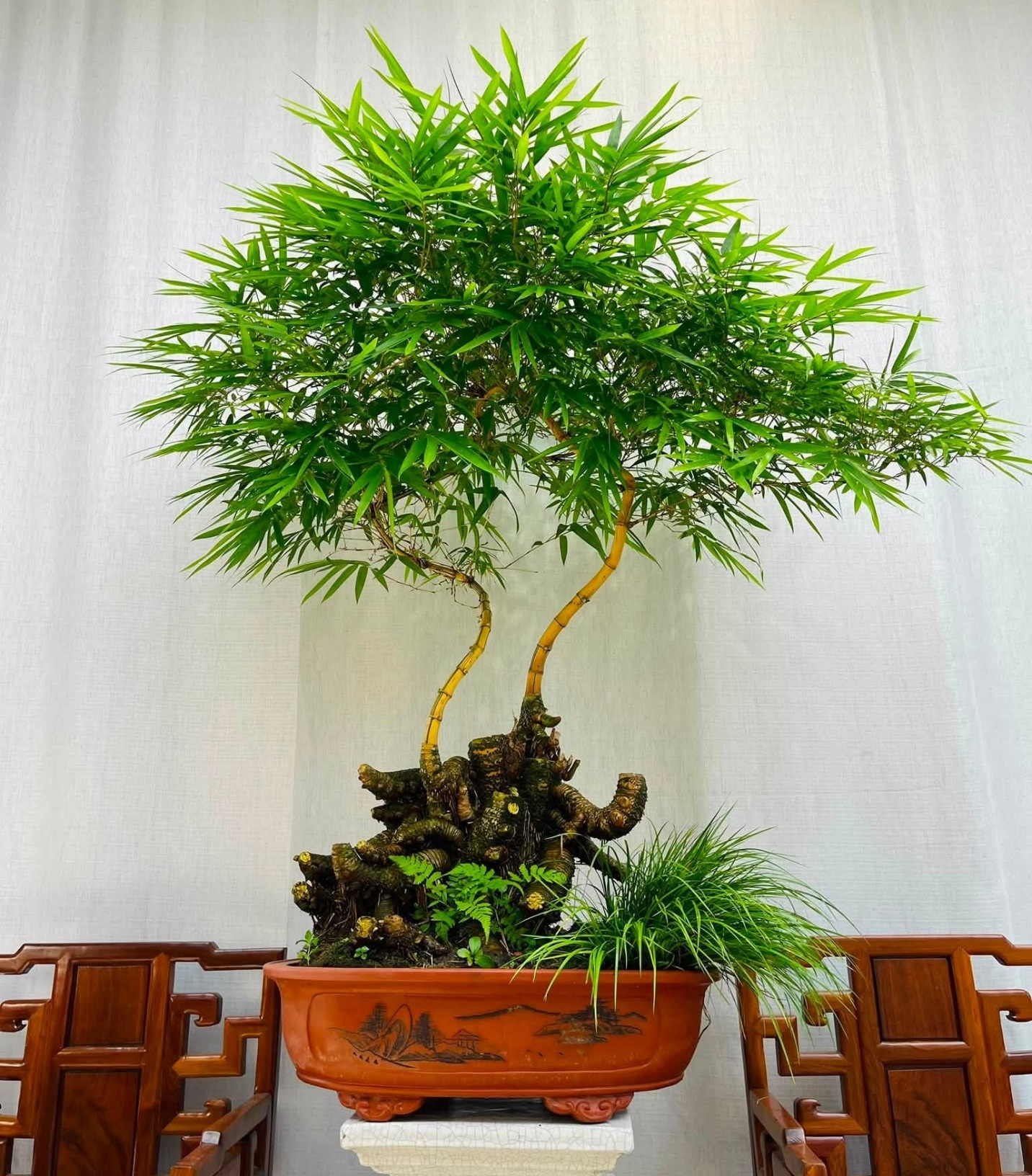 Cây tre được đưa lên chậu thành siêu phẩm bonsai đẹp lạ