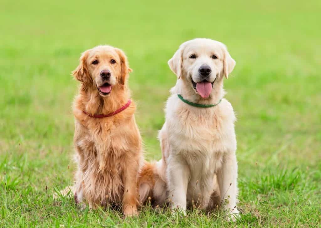 Sắm ngay em Golden Retrievers về nhà