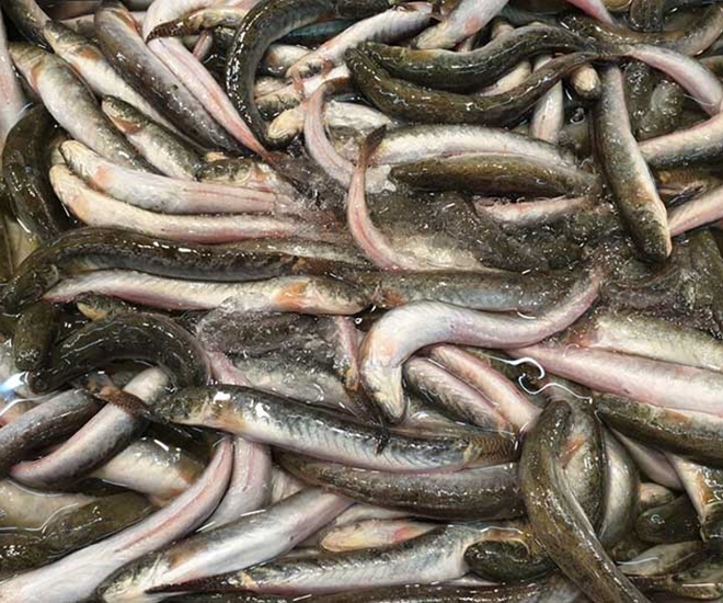 Con cá kèo sống chủ yếu tại khu vực đồng bằng sông Cửu Long