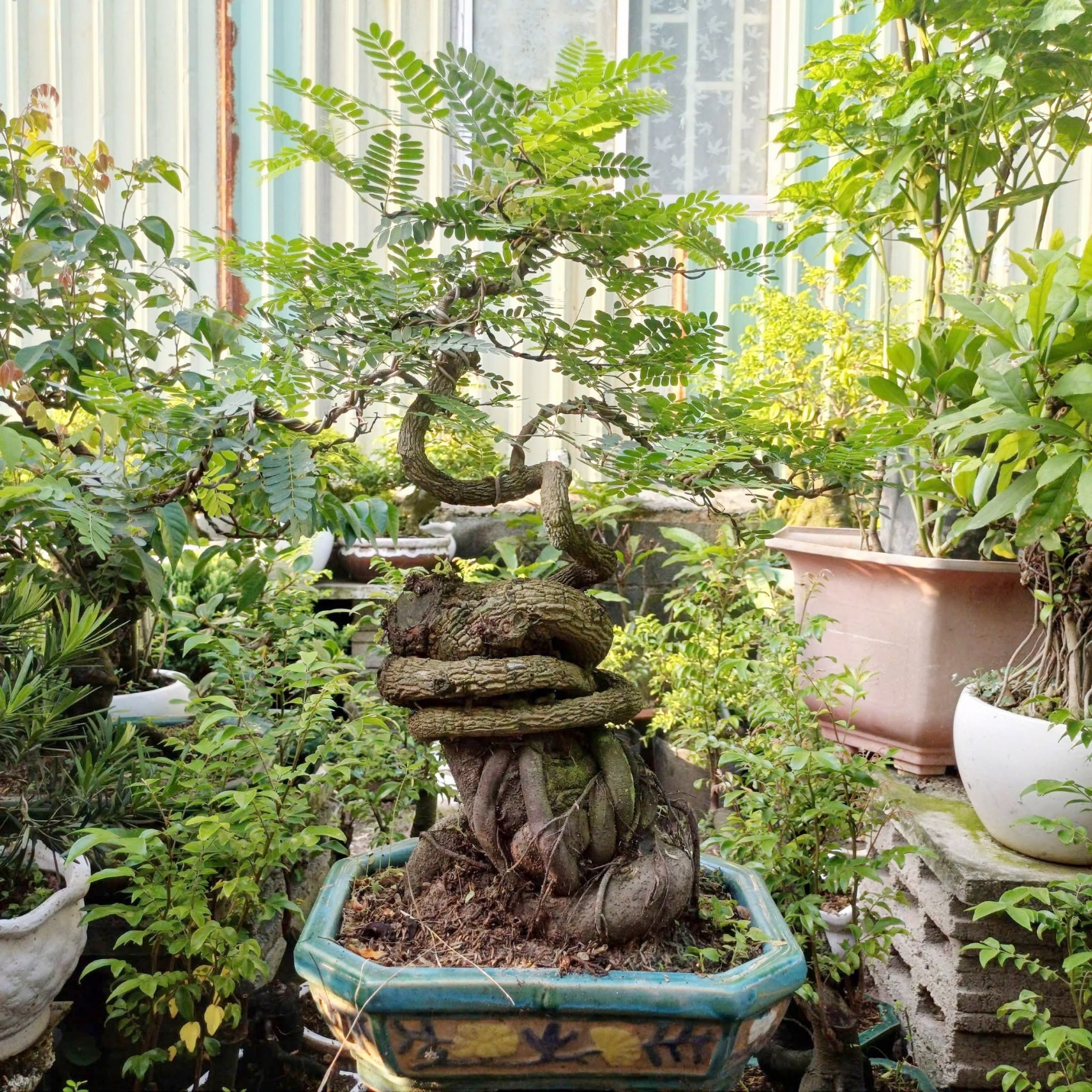 Me bonsai có nhiều mức giá khác nhau, tùy từng kích cỡ và dáng thế