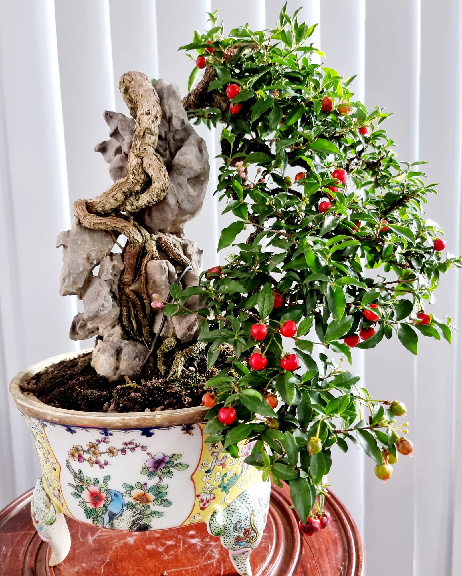 Bộ rễ cây được uốn thành tác phẩm bonsai siêu đẹp, kết hợp lá và quả nâng cao giá trị thẩm mỹ