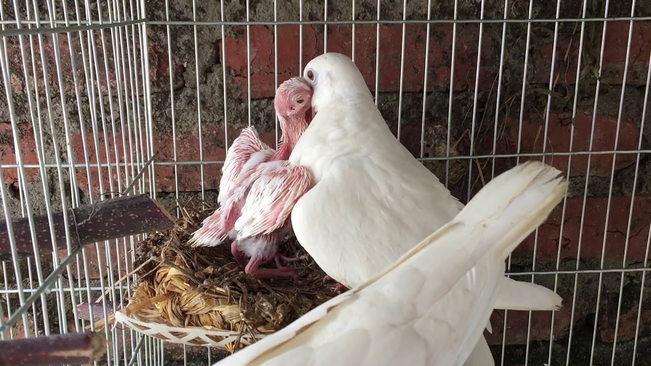Chim cu gáy trắng cho giá trị kinh tế cao, giúp người nông dân có thu nhập tốt