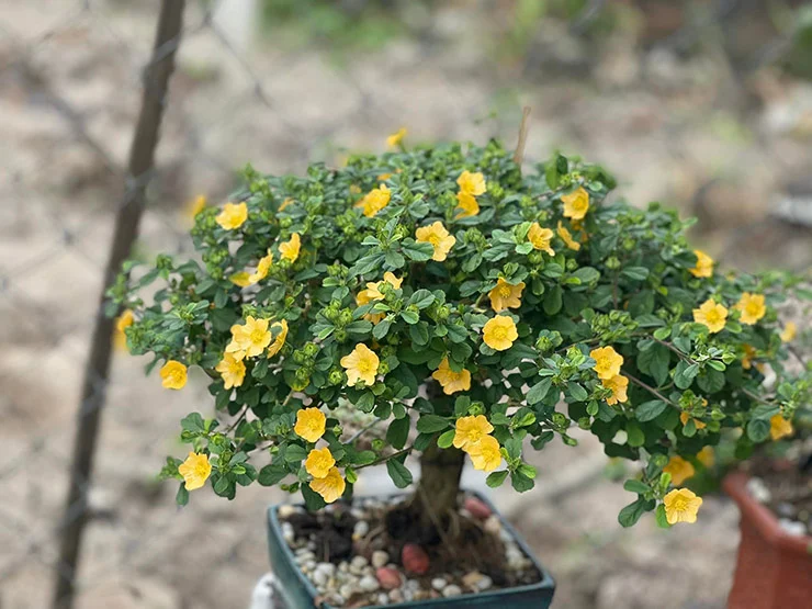 Hoa ké trở thành tác phẩm bonsai với sáng thế đẹp, mang vẻ đẹp tinh tế
