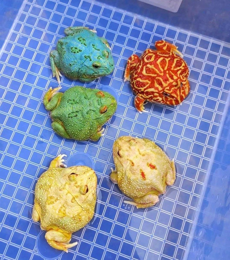 Những chú ếch Pacman nhiều màu sắc