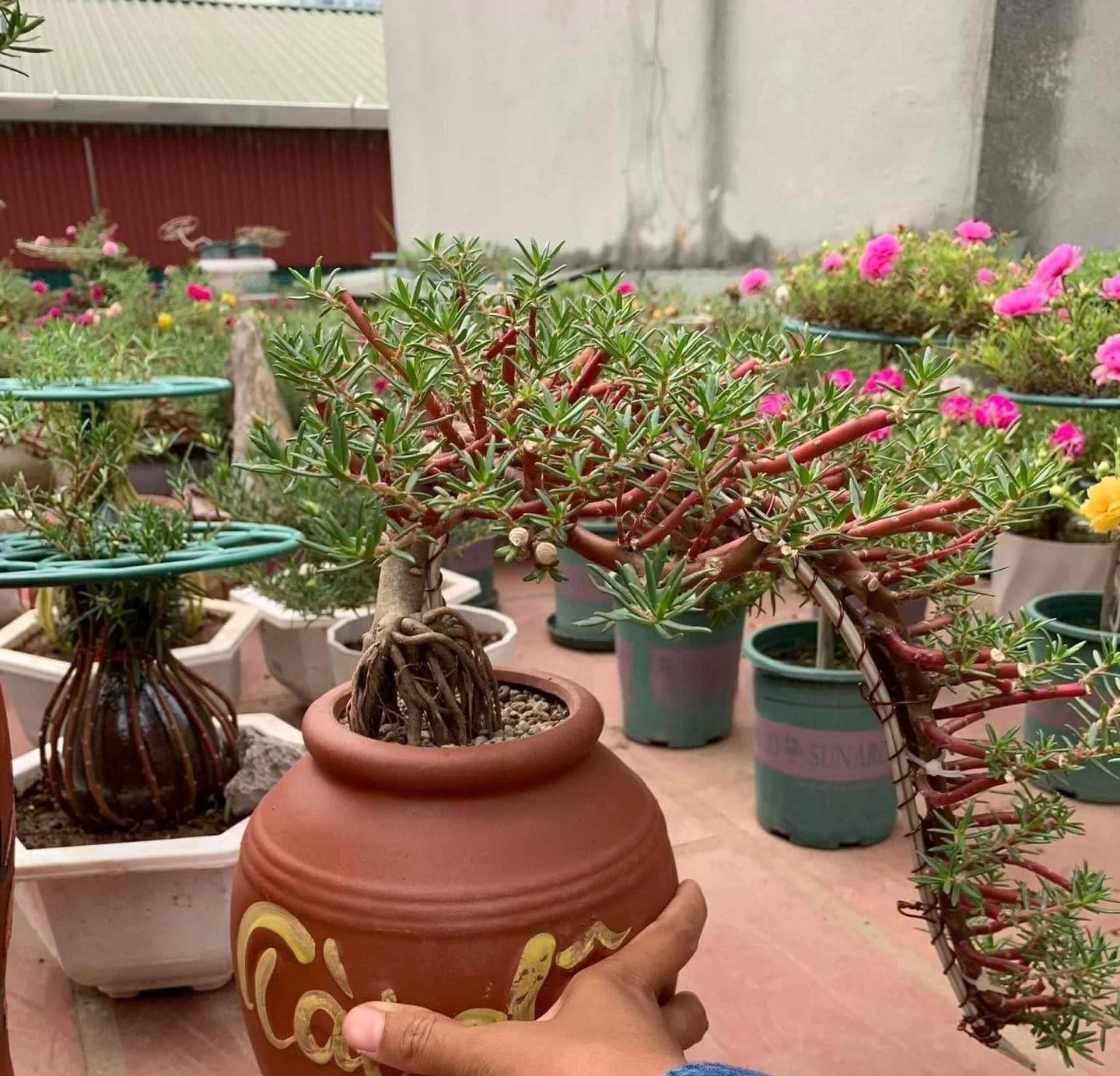 Các dáng thế độc lạ của hoa mười giờ bonsai