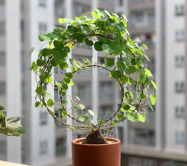 Tác phẩm bình vôi bonsai dễ sử dụng ngay trong nhà hoặc nơi làm việc