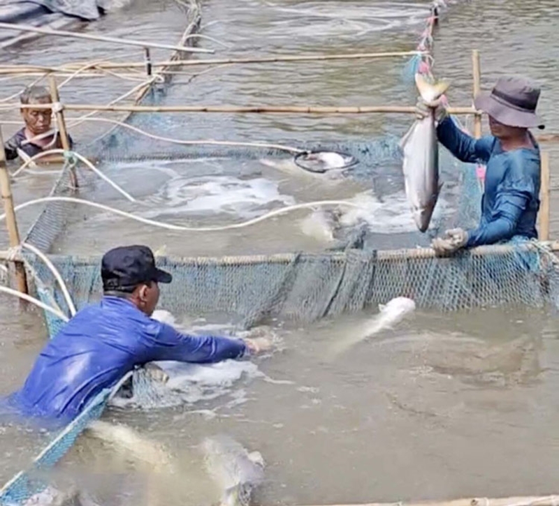 Nhiều hộ nông dân tận dụng ao nuôi, chuyển sang cá bông lau cho hiệu quả kinh tế ổn định