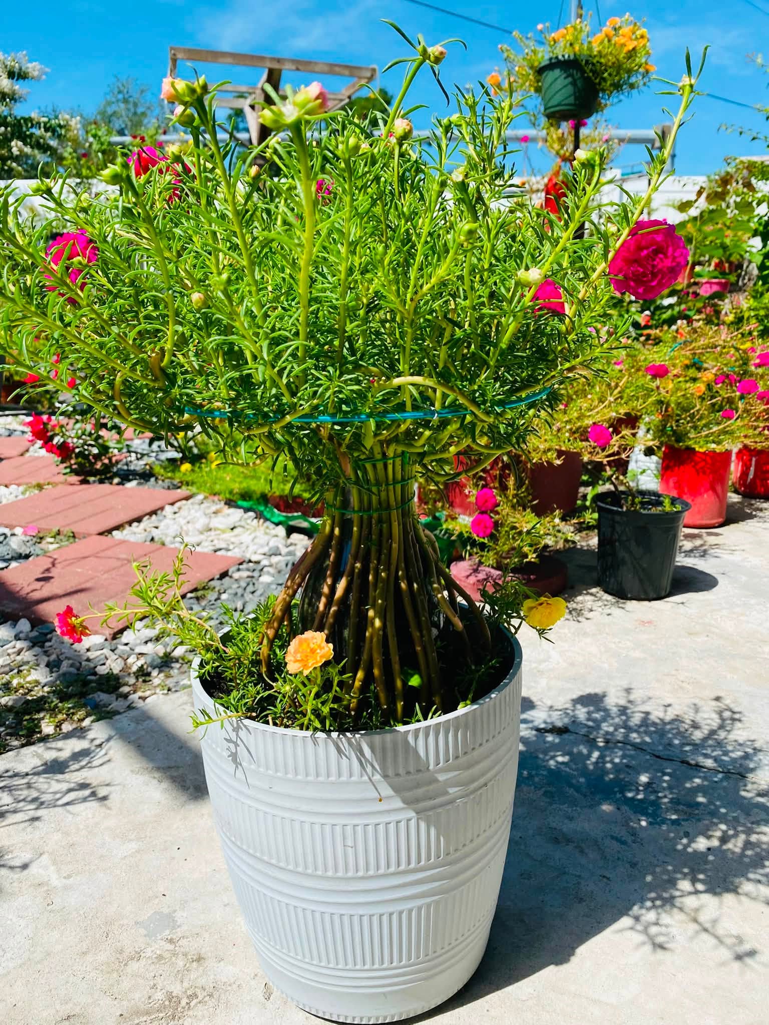 Mười giờ nở hoa quanh năm, mang ý nghĩa phong thủy cho tài lộc, may mắn