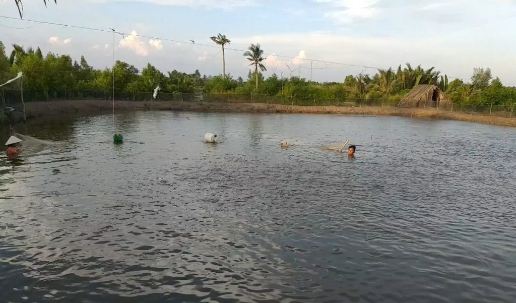 Nhiều hộ áp dụng mô hình nuôi kết hợp trong ao