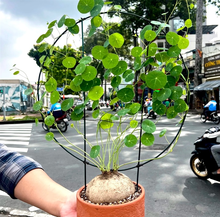 Mỗi tác phẩm bình vôi bonsai đều được các nghệ nhân chăm sóc tỉ mỉ