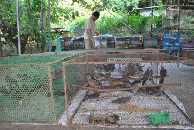 Nhiều hộ nông dân thành công với mô hình nuôi chim cu gáy làm giàu