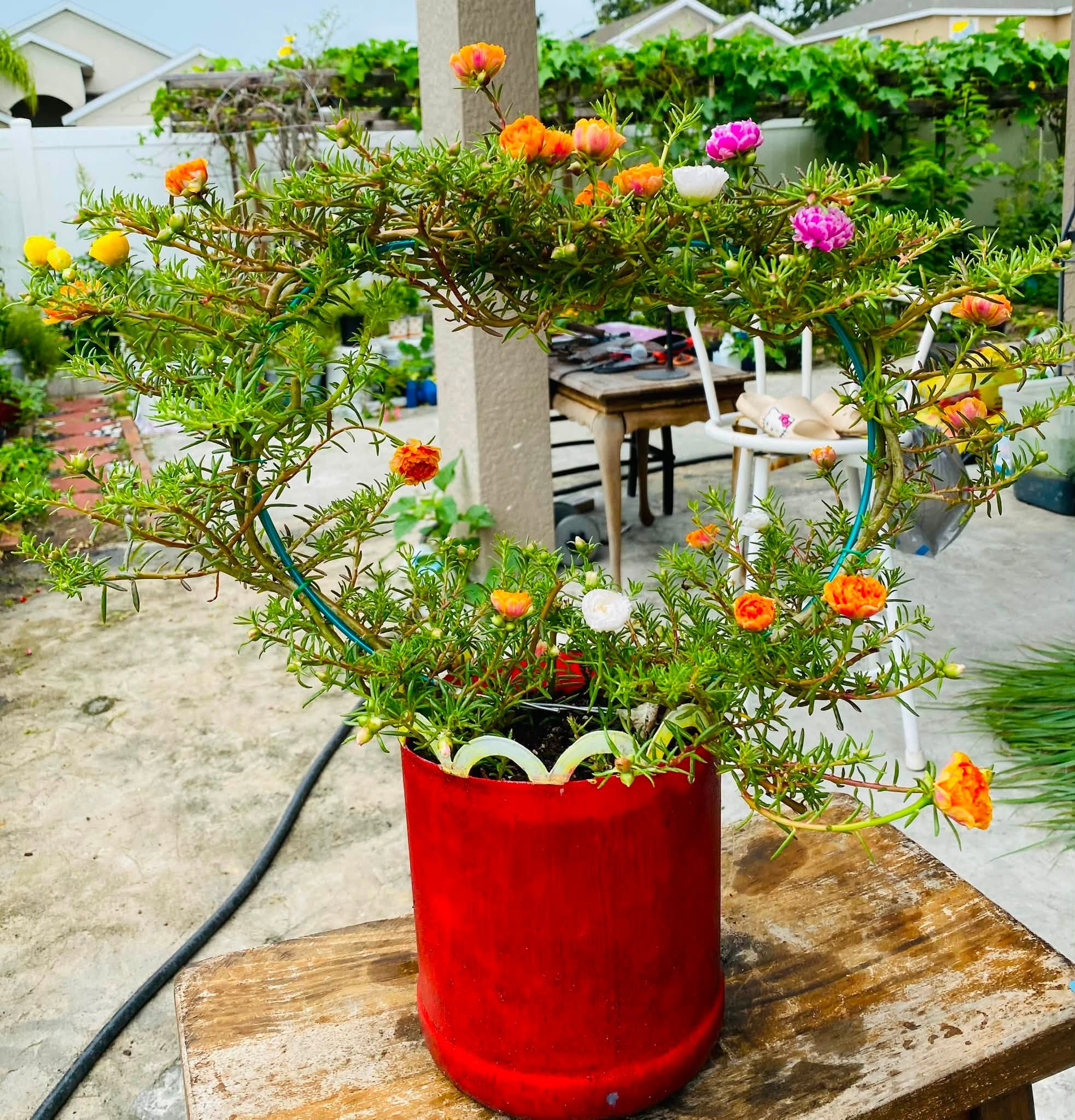 Hoa mười giờ dễ uốn tạo thành nhiều dáng thế độc đáo