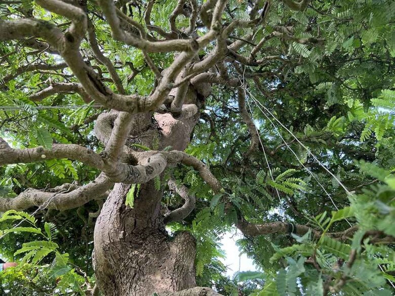 Những gốc me cổ thụ cao lớn được định giá “khủng”