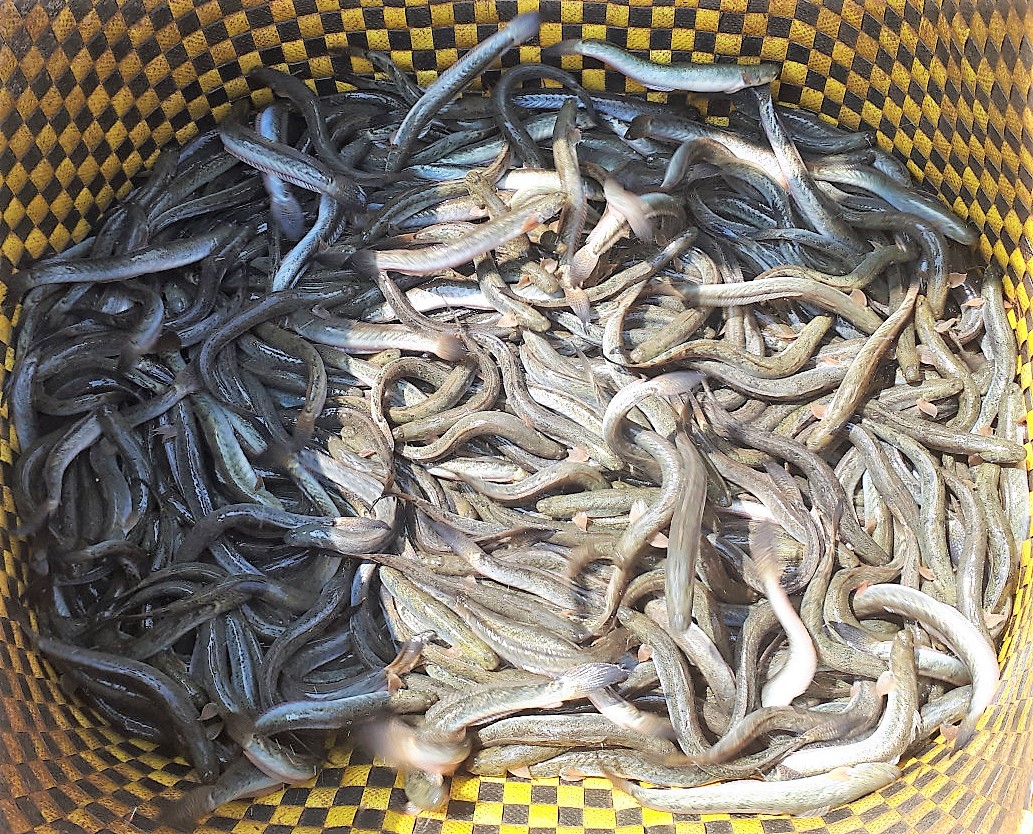 Cá kèo có giá bán ổn định trên thị trường