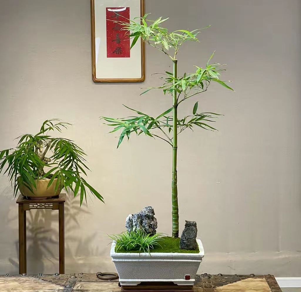 Nhiều tác phẩm bonsai tre có dáng thế độc, lạ, được bán với mọi mức giá khác nhau