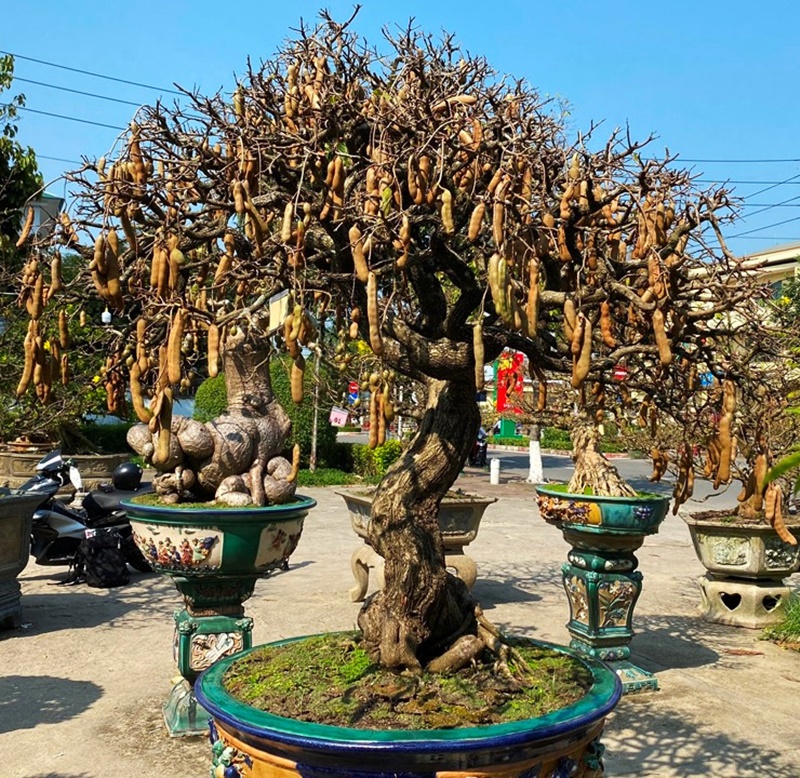 Những cây me bonsai sai quả được nhiều người săn lùng