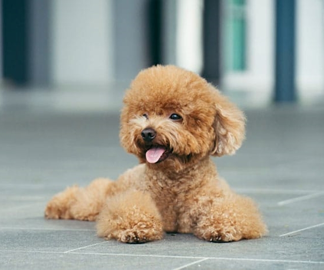Giống chó Poodle siêu dễ thương