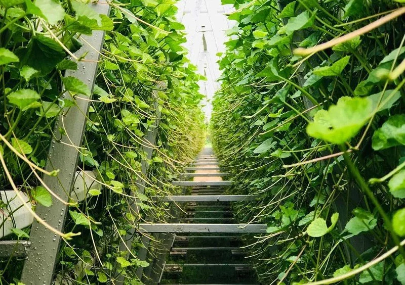 Nhiều hộ nông dân chọn rau má để phát triển kinh tế gia đình