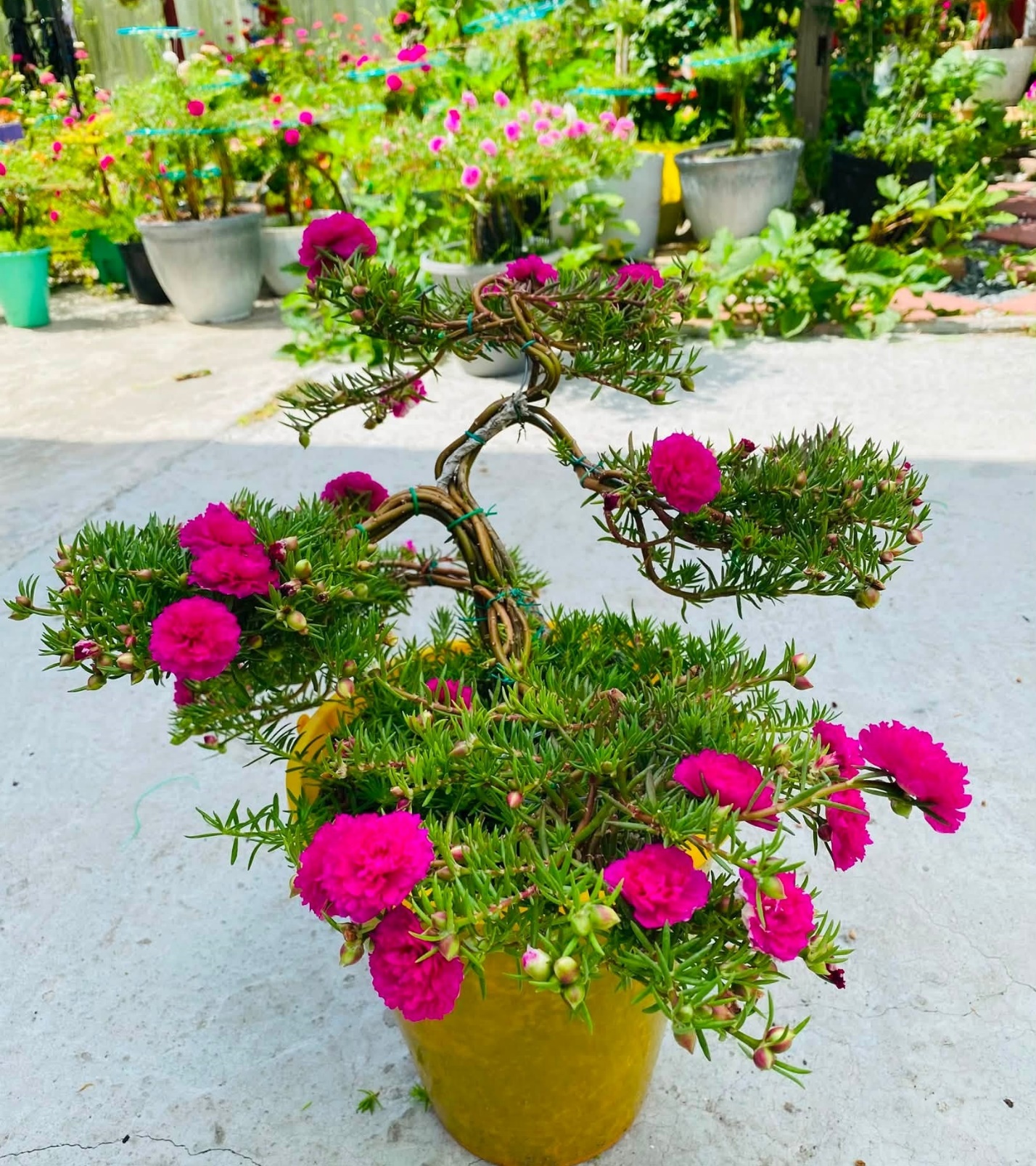 Hoa mười giờ được các nghệ nhân “hô biến” thành tác phẩm bonsai