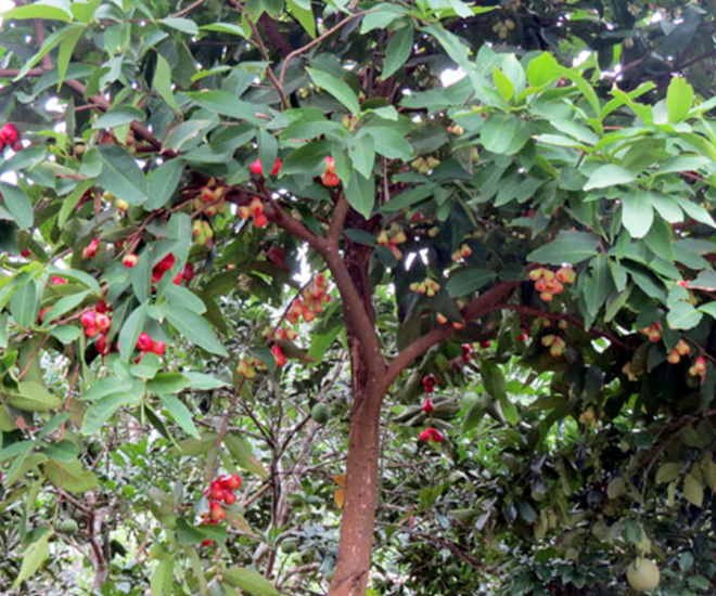 Cây roi cao lớn, cho ra quả sai trĩu