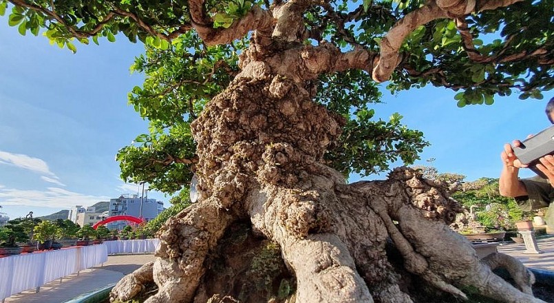 Gốc ngâu bonsai cổ thụ với dáng thế đặc biệt, mang giá trị “khủng”