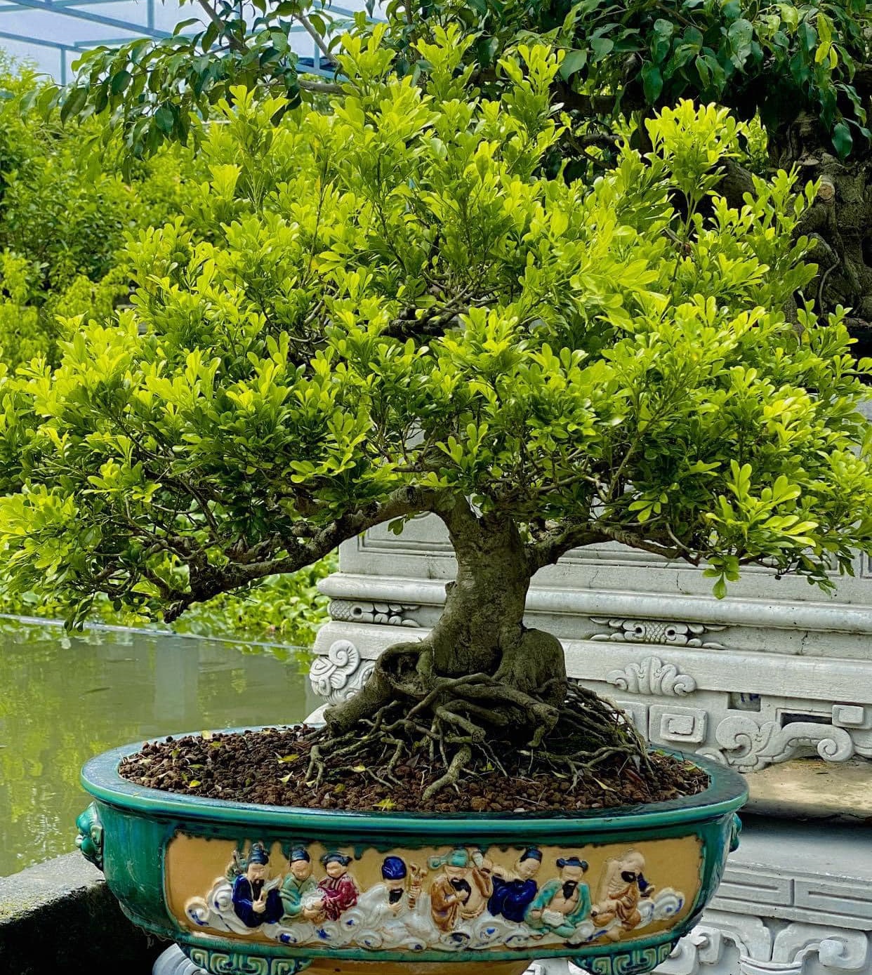 Cây ngâu mang ý nghĩa phong thủy, được giới cây cảnh yêu thích và lùng tìm