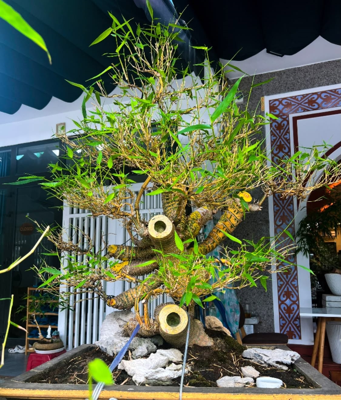 Những gốc tre bonsai được tạo dáng thế độc đáo qua bàn tay các nghệ nhân