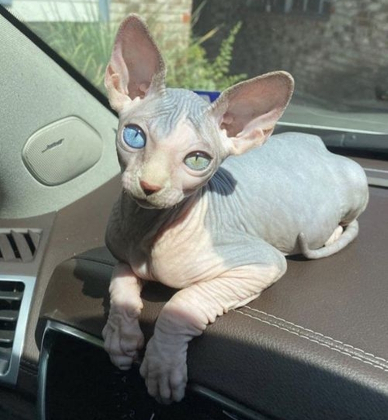 Mèo Sphynx 2 màu mắt cực kỳ hiếm