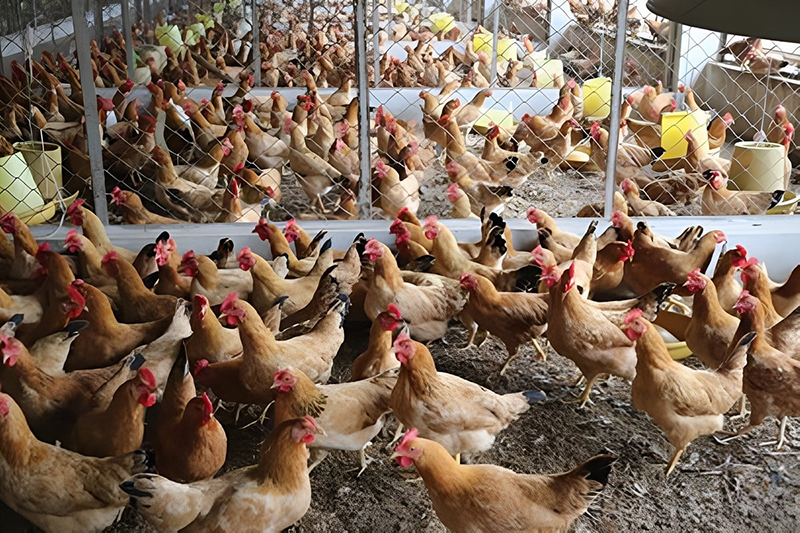 Các trang trại gà ri cho năng suất cao, giúp người nông dân ổn định kinh tế