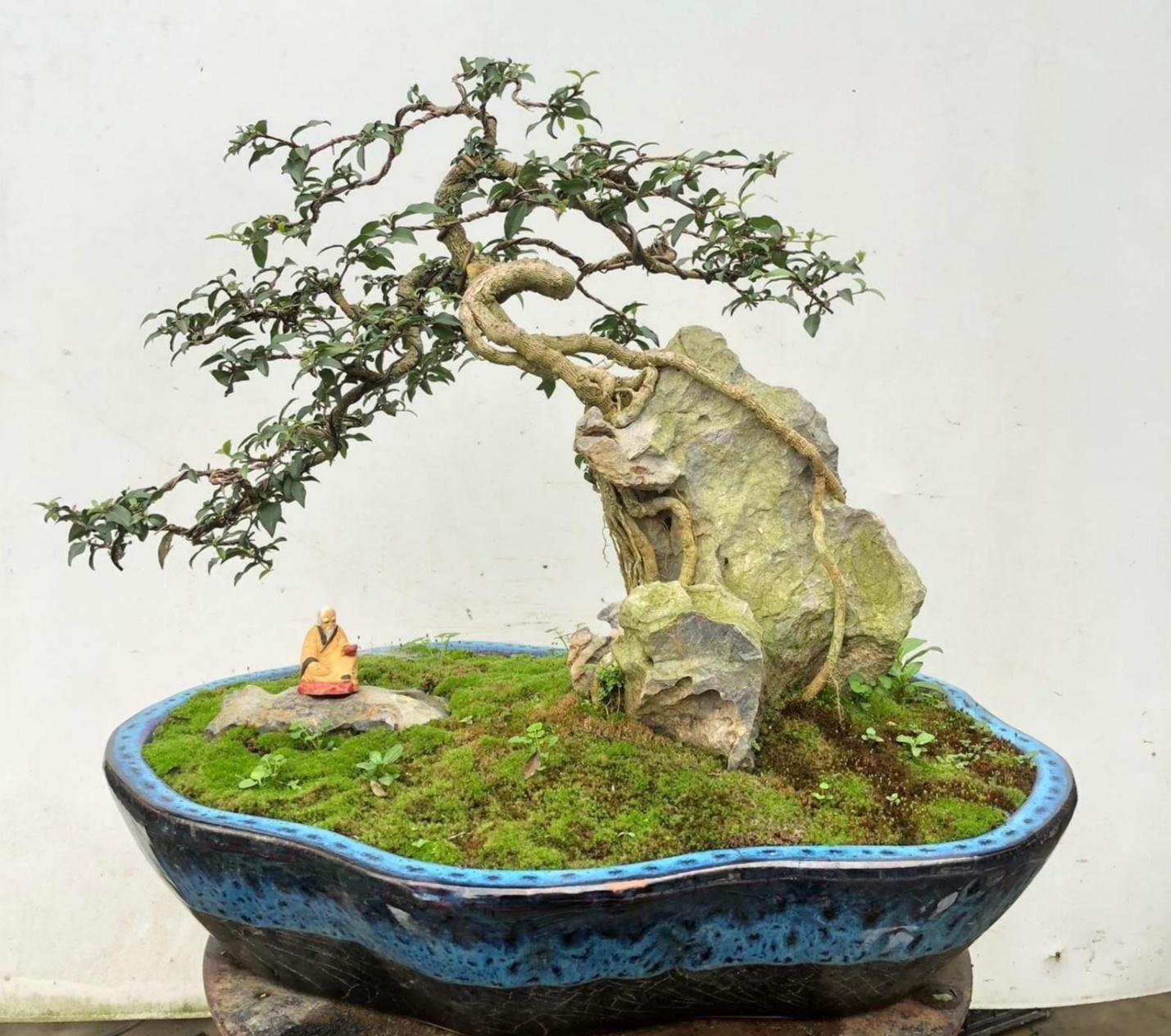 Bộ rễ chính là điểm nhấn của tác phẩm hồng ngọc mai bonsai