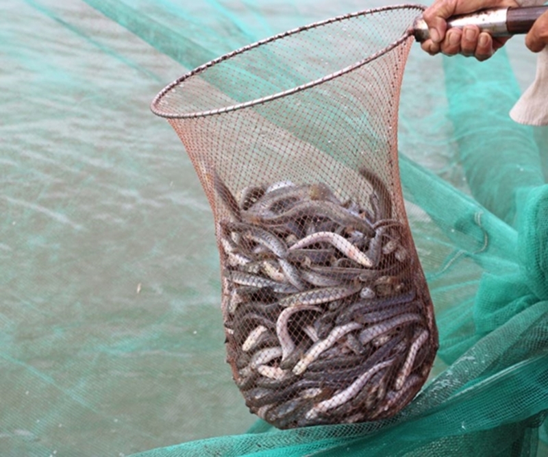 Thu hoạch cá kèo cho năng suất cao