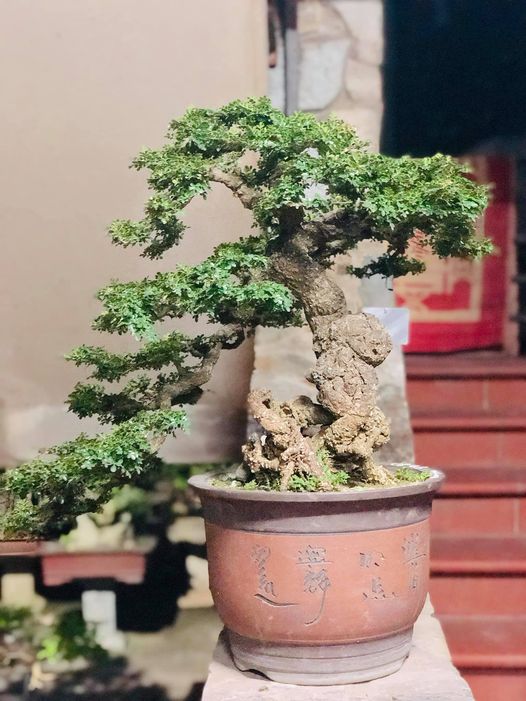 Cần thăng bonsai có thể trưng ở mọi không gian đều đẹp