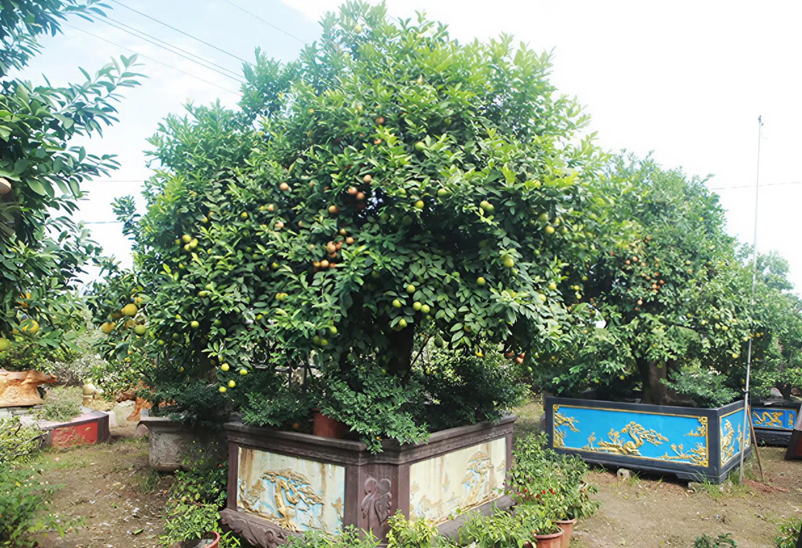 Những chậu bonsai được trồng trong chậu lớn, có giá hàng chục triệu đồng vẫn được săn đón