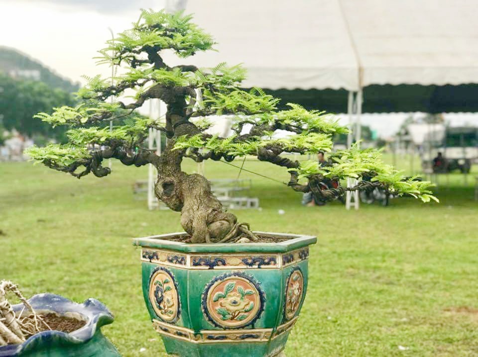 Cây me được đưa lên chậu thành tác phẩm bonsai