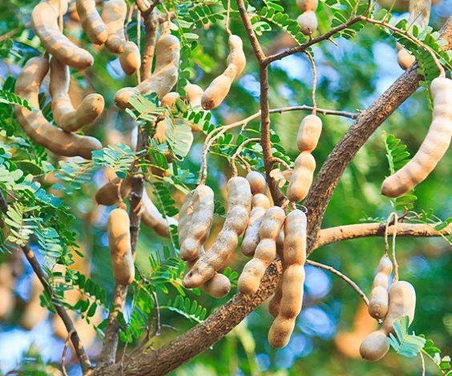 Me là cây ăn quả quen thuộc ở các vùng quê