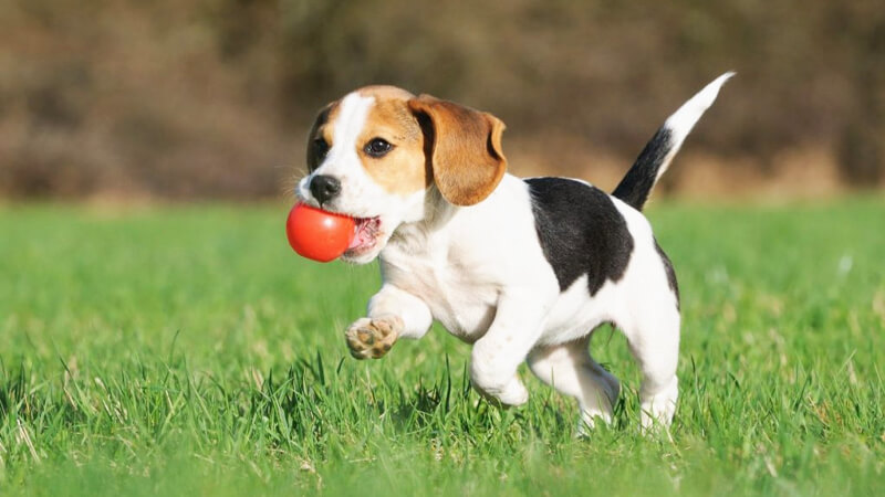 Beagle là chú cún cưng tinh nghịch