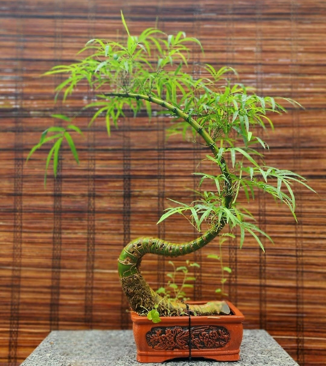 Tre bonsai mang ý nghĩa phong thủy, được nhiều người săn lùng