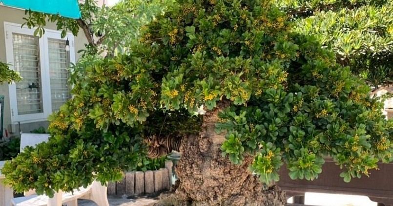 Cây ngâu cho ra hoa cực đẹp, càng tăng thêm giá trị thẩm mỹ của cây