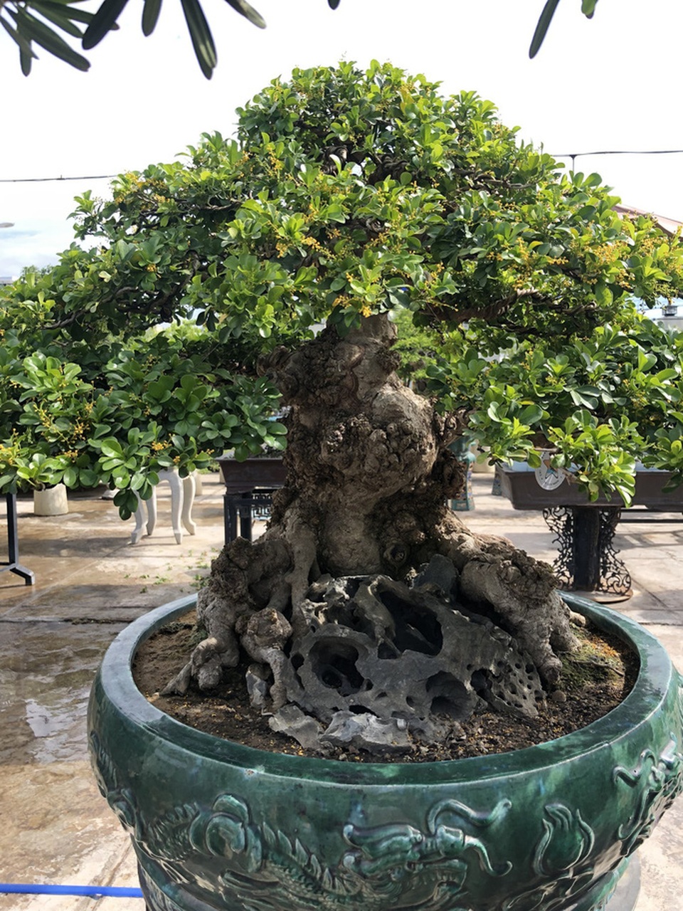 Ngâu “lên chậu” thành siêu phẩm bonsai có giá tiền tỷ