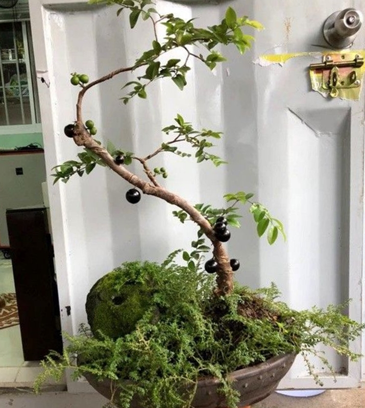 Có nhiều chậu nho thân gỗ bonsai mini đẹp lạ, mọi người yêu thích mua về làm cây cảnh