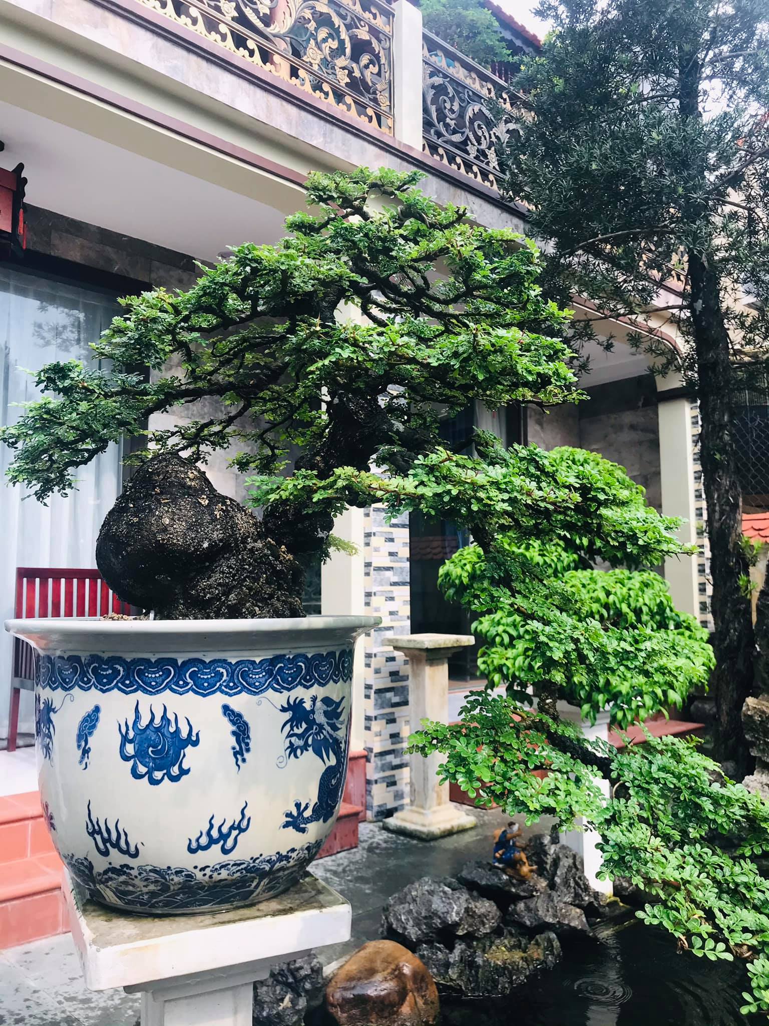 Cần thăng trở thành “hiện tượng” trong giới cây cảnh nhờ vẻ đẹp lạ